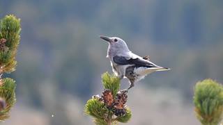 Bird on a Tree
