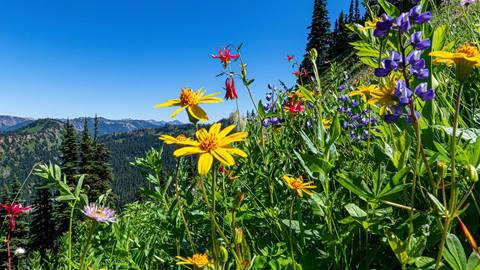Wildflowers at Crystal