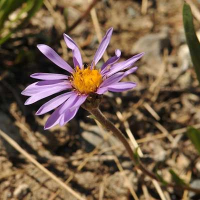 Alpine Aster