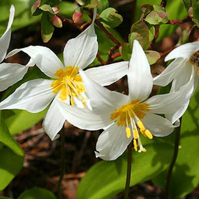 Avalanche Lily