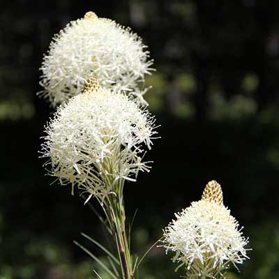 Beargrass