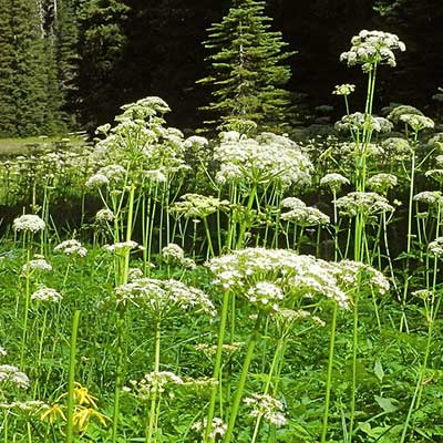 Grays Lovage
