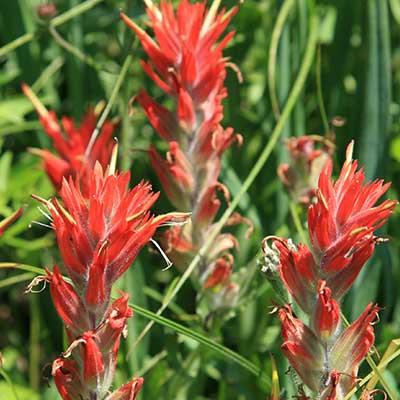 Paintbrush