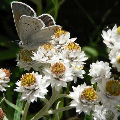 Pearly Everlasting