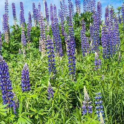 Purple Lupine