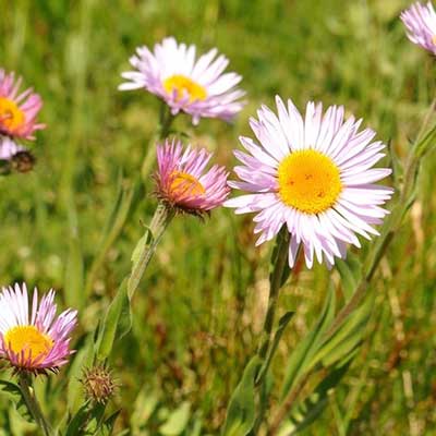 Subalpine Daisy