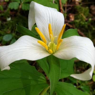 Trillium
