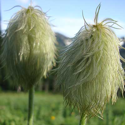 Western Anemone