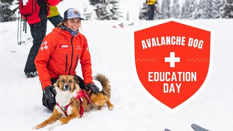 Avalanche Dogs