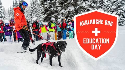 Avalanche Dogs