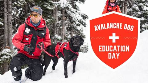 Avalanche Dogs