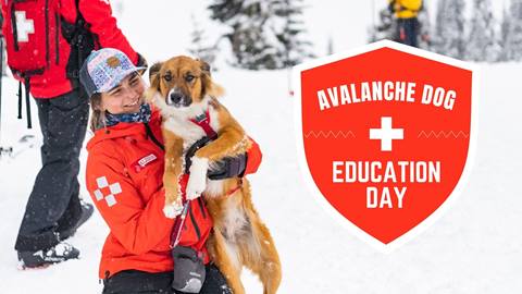 Avalanche Dogs