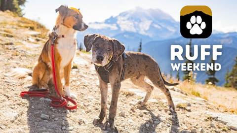 Two puppies stand on a mountain side, one leashed, one posing for the camera with puppy-dog eyes. 