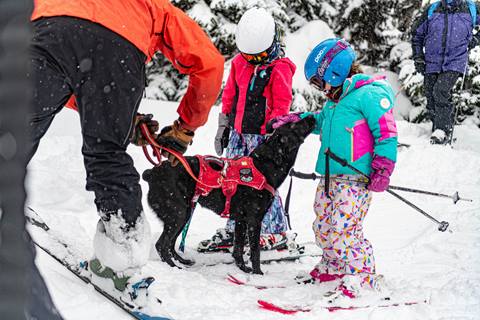 Crystal Mountain Avalanche Dogs