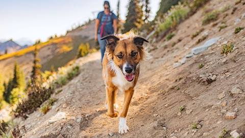 A dog hiking on a dirt trail followed by its owner at Crystal Mountain Resort
