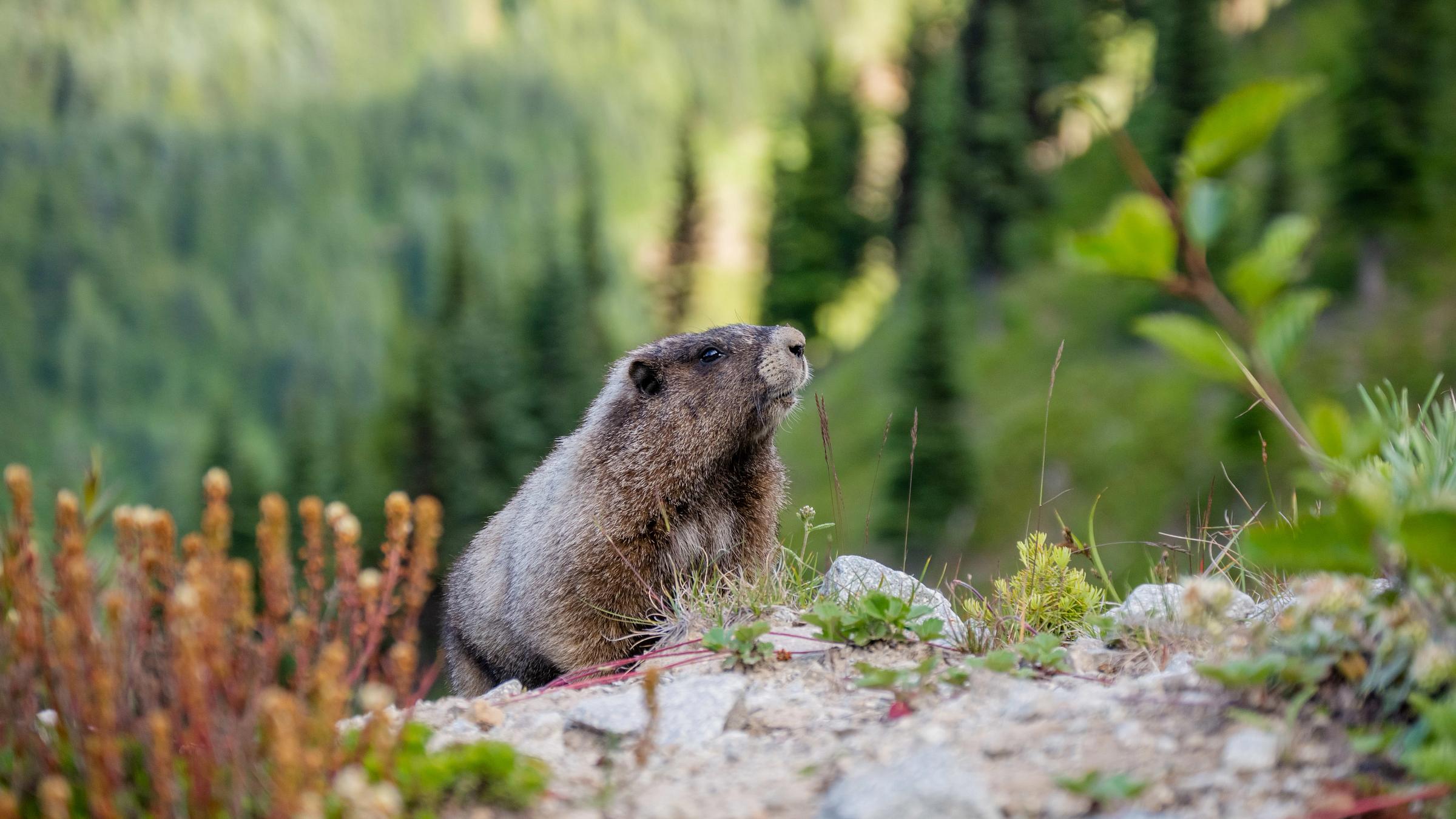 Marmot