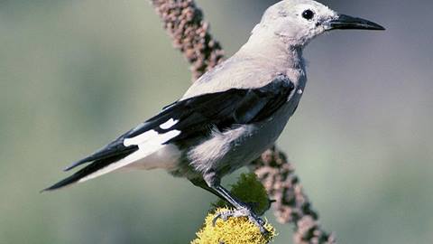 Bird standing on flower