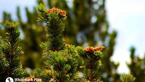 White Bark Pine tree