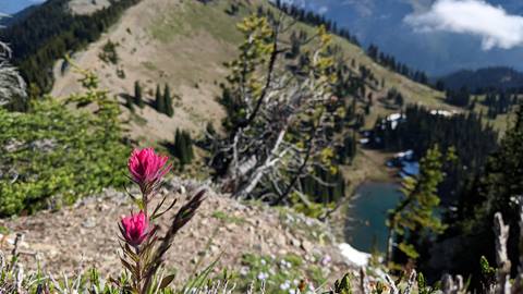flower above the landscape