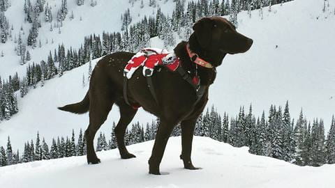 Avalanche Rescue Dog